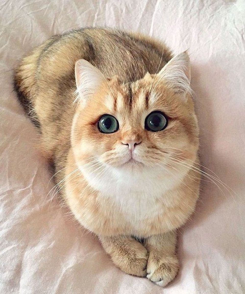 cute cat sitting in the bed looking up