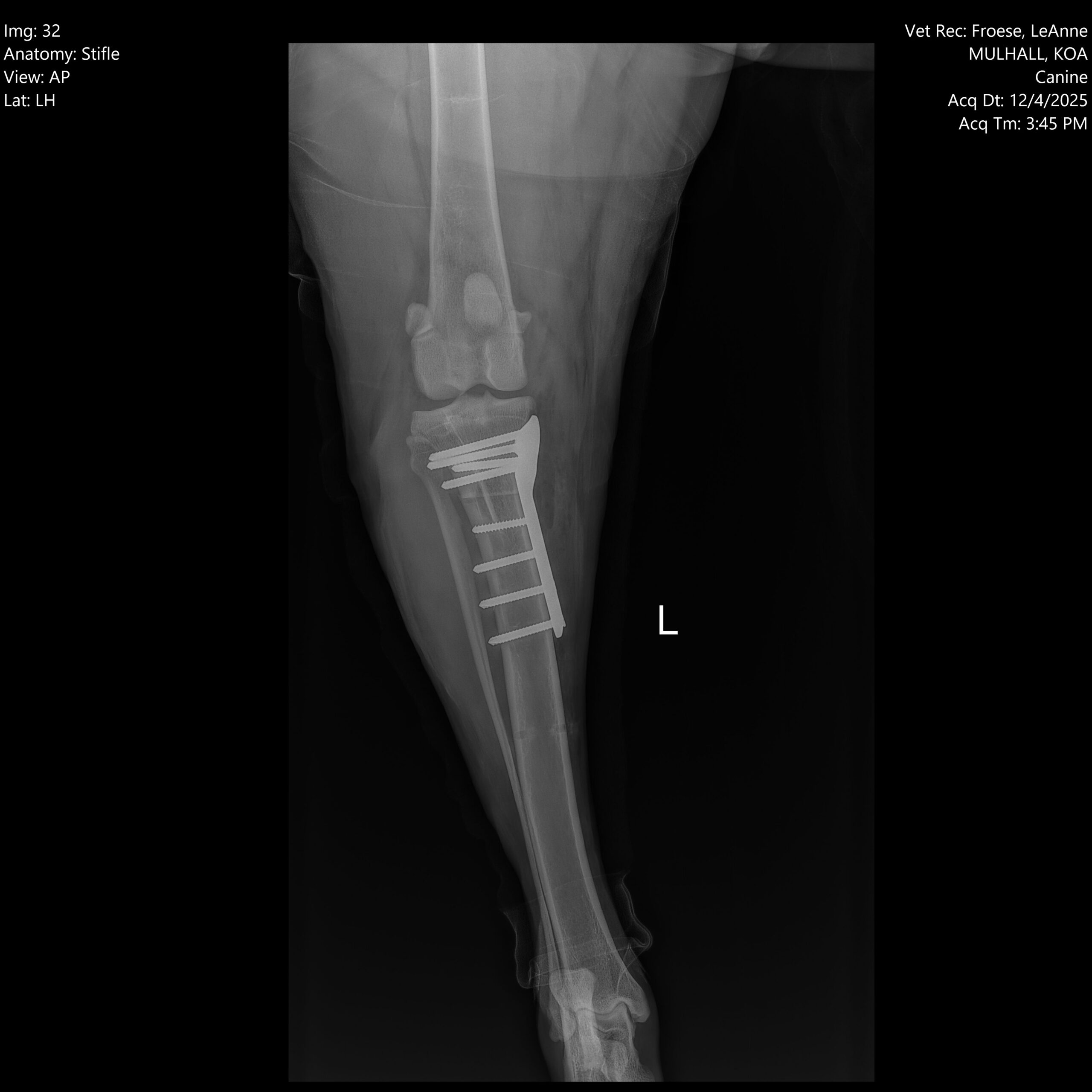 TPLO Lat after surgery