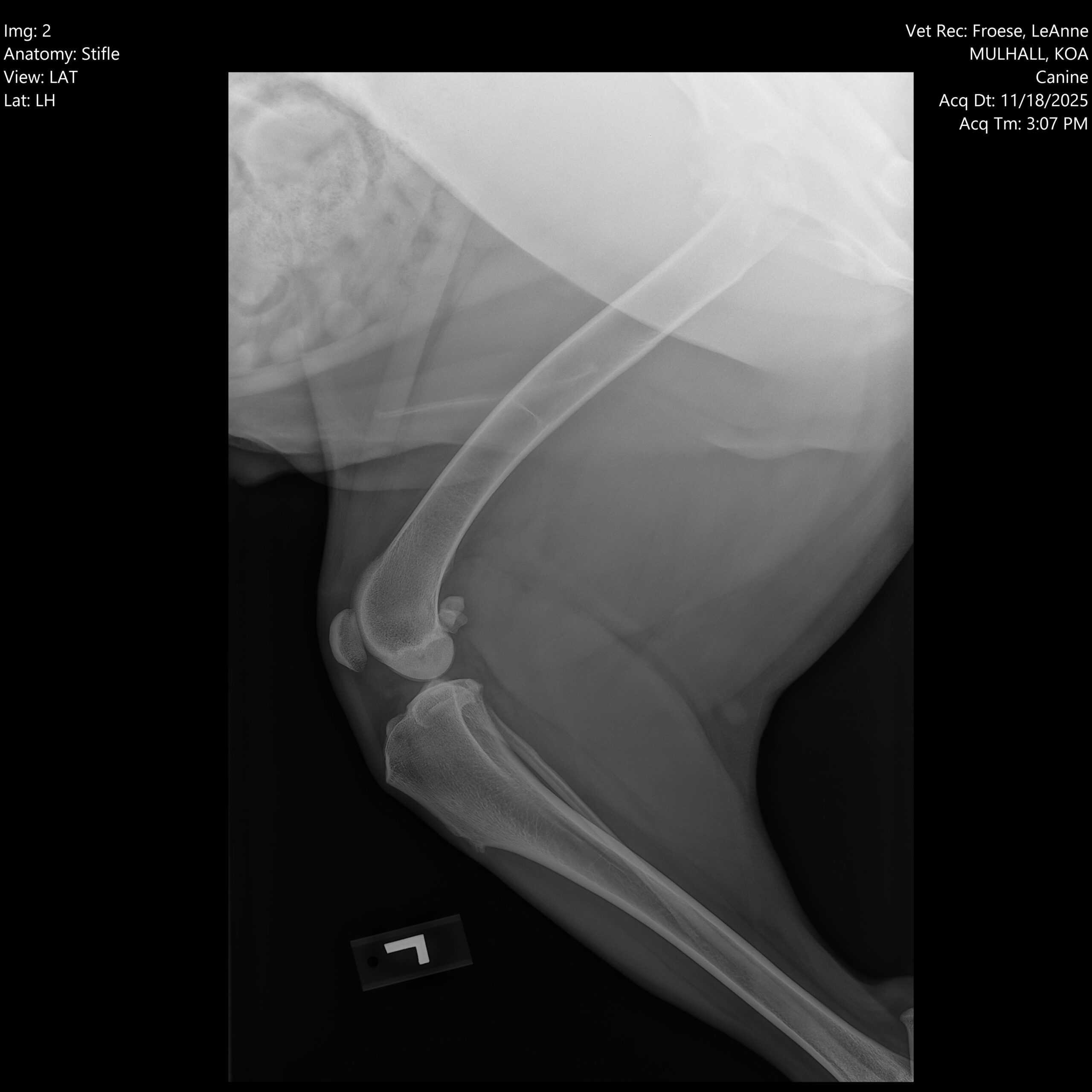 TPLO Lat before