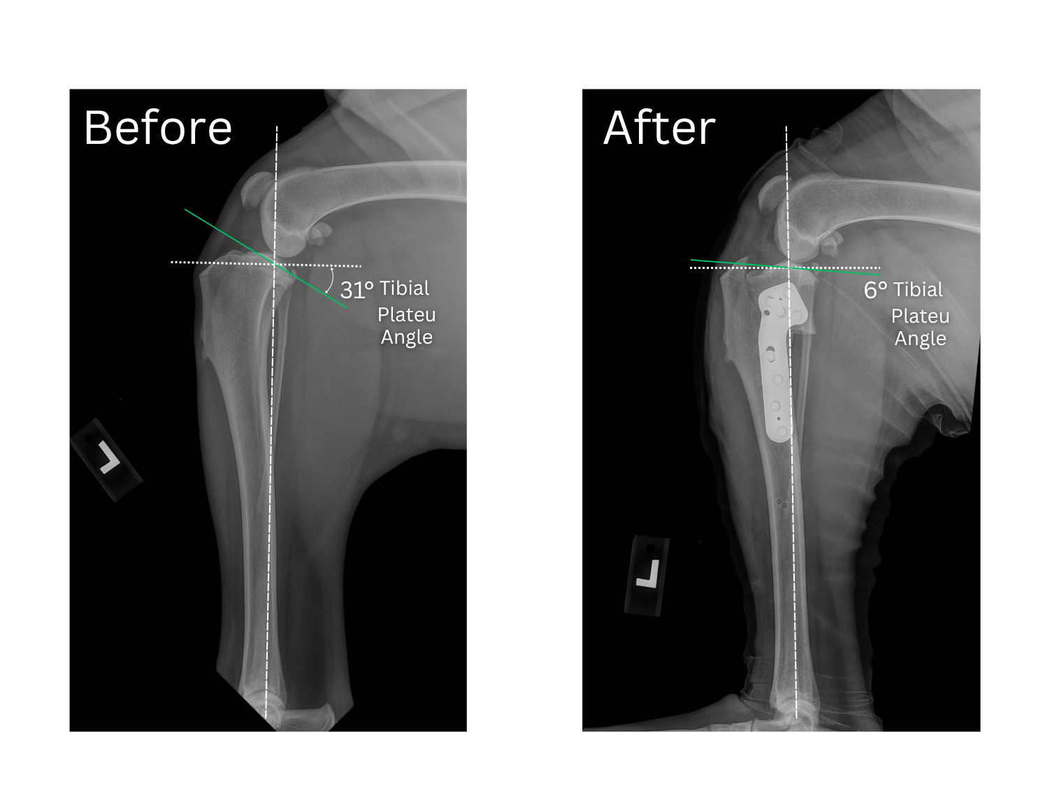 TPLO Rads before and after