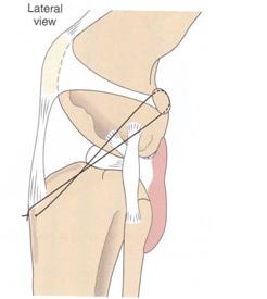 Diagram of a lateral view of a dog's knee
