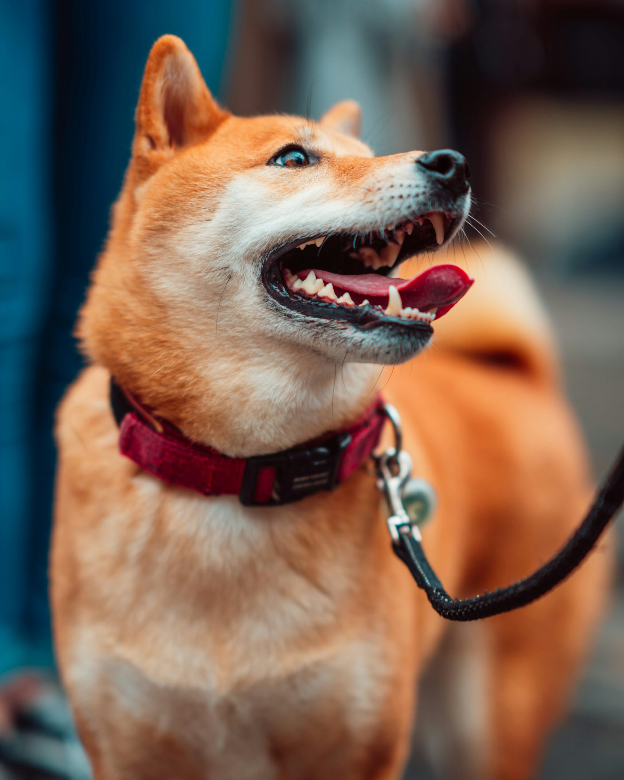 A Shiba Inu dog smiling